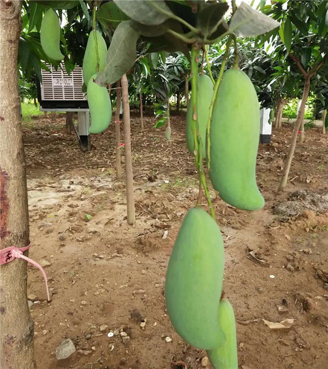 &#30343;&#20896;